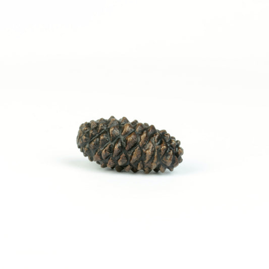 Pine Cone