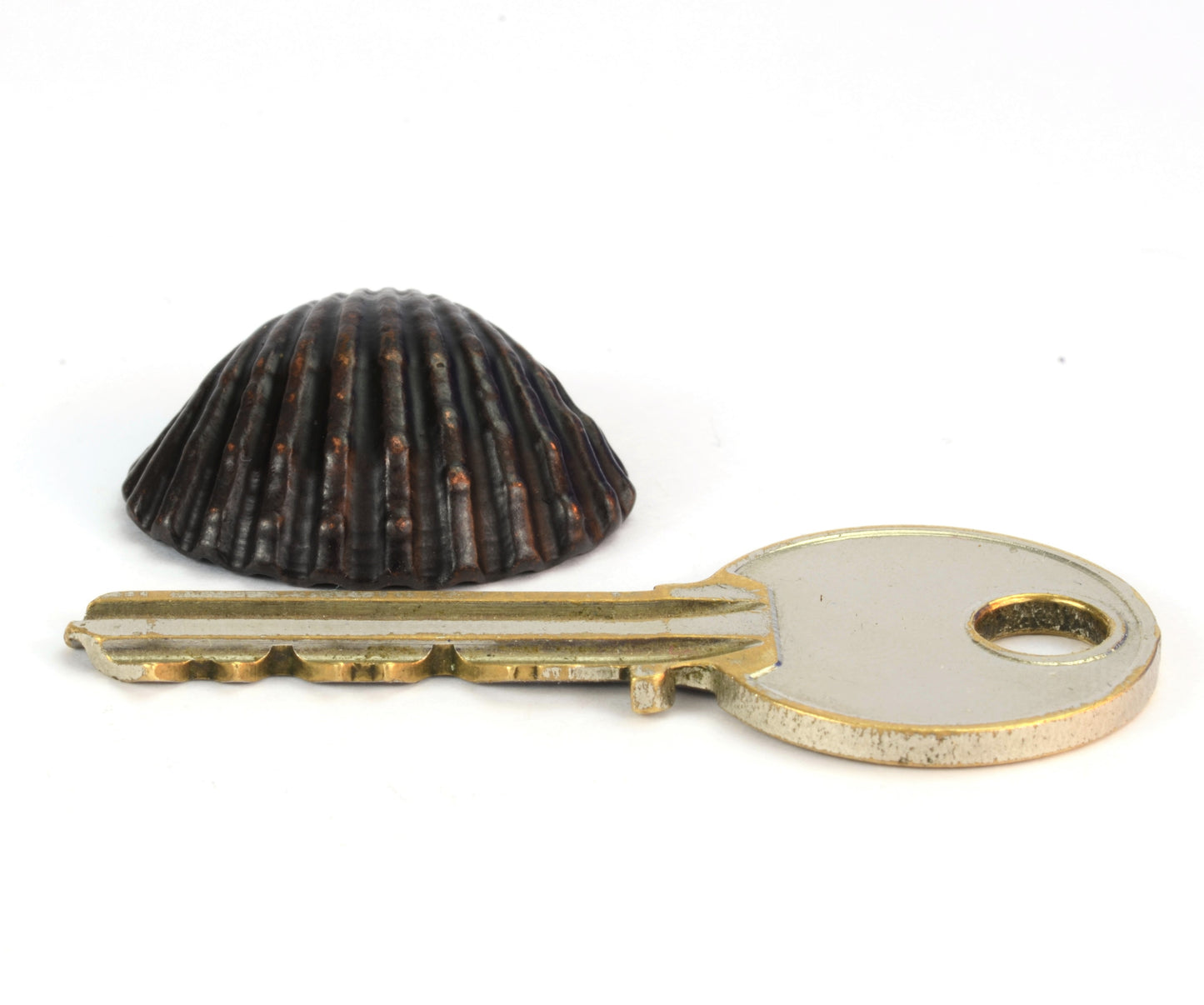 Clam Shell Bronze Sculpture