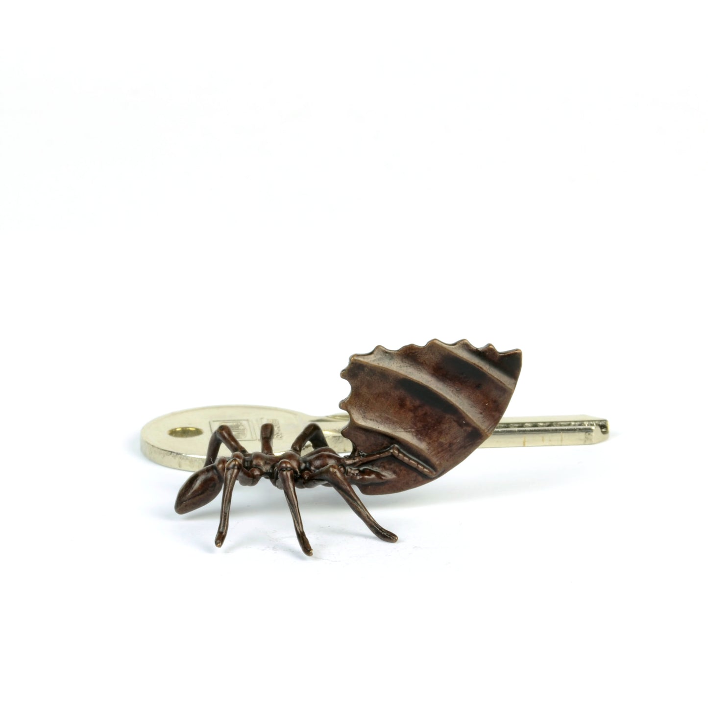 Leaf Cutter Ant