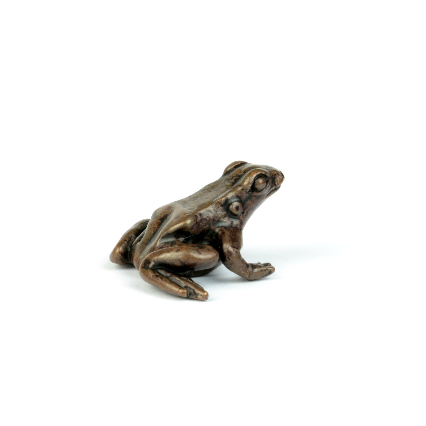 Little Frog